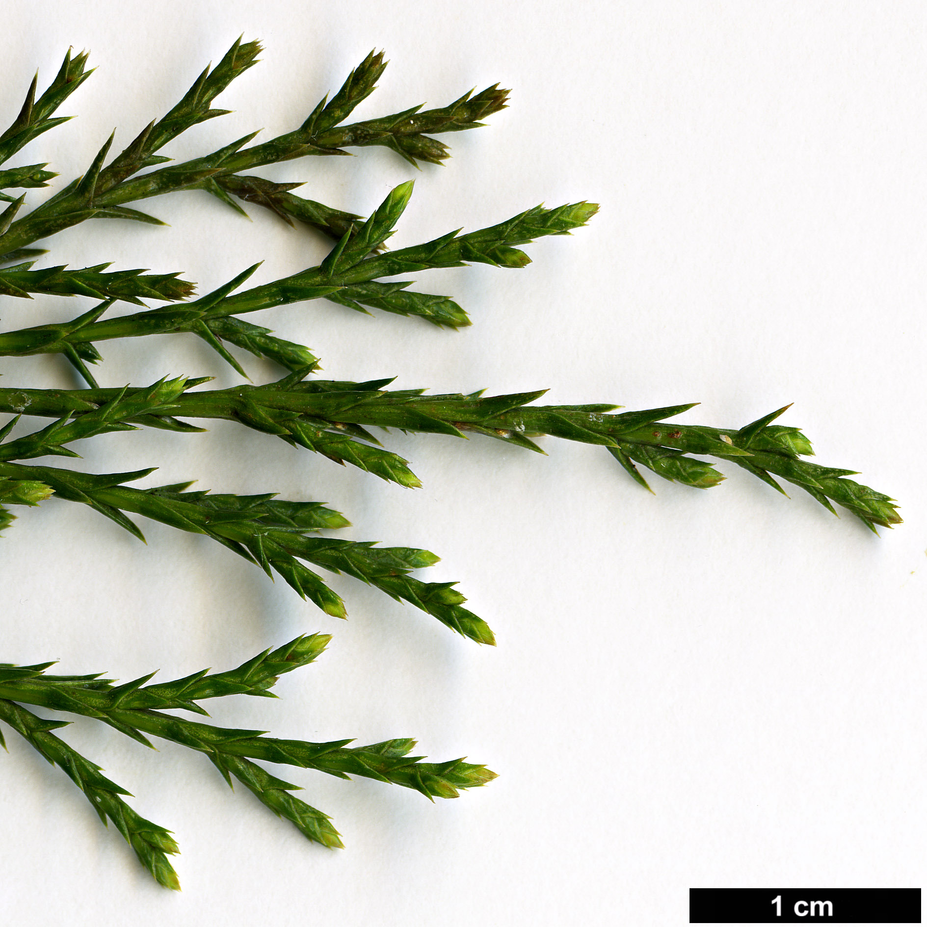 High resolution image: Family: Cupressaceae - Genus: Juniperus - Taxon: scopulorum - SpeciesSub: 'Holmes Silver'
